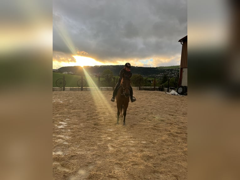 Caballo de deporte español Mestizo Yegua 5 años 158 cm Morcillo in Montlebon