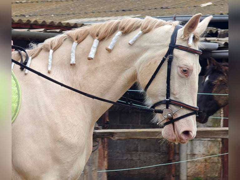 Caballo de deporte español Yegua 5 años 165 cm Cremello in Gava