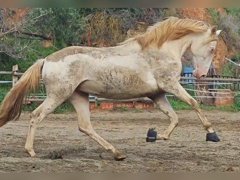 Caballo de deporte español Yegua 5 años 165 cm Cremello in Gava