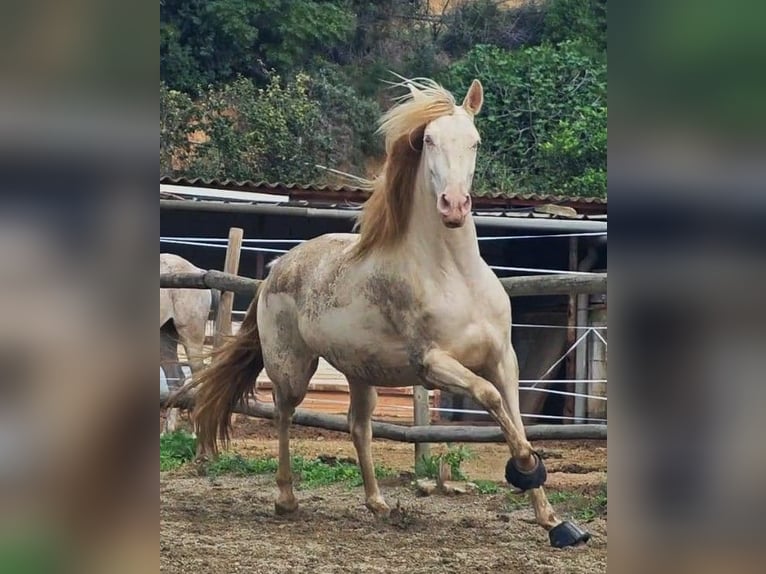 Caballo de deporte español Yegua 5 años 165 cm Cremello in Gava