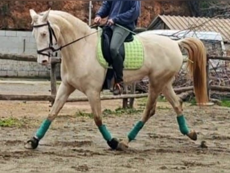 Caballo de deporte español Yegua 5 años 165 cm Cremello in Gava