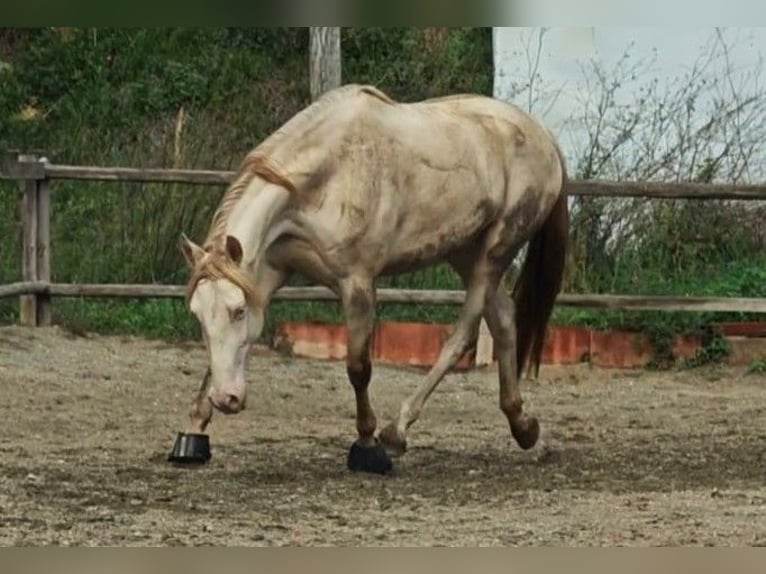 Caballo de deporte español Yegua 5 años 165 cm Cremello in Gava