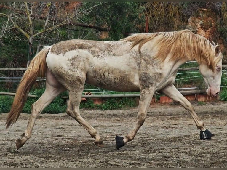 Caballo de deporte español Yegua 5 años 165 cm Cremello in Gava