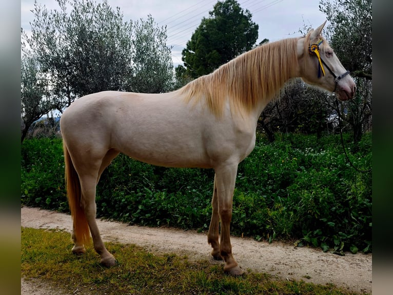 Caballo de deporte español Yegua 5 años 165 cm Cremello in Gava