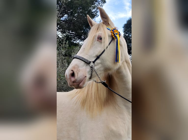 Caballo de deporte español Yegua 5 años 165 cm Cremello in Gava