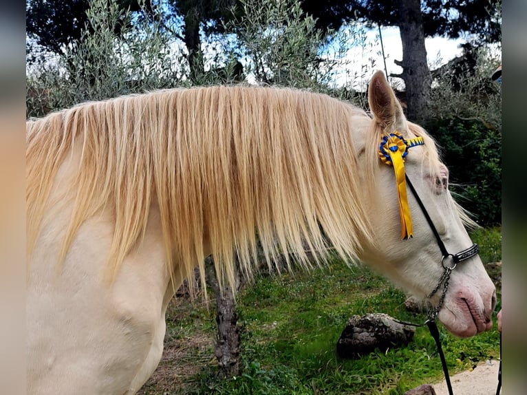 Caballo de deporte español Yegua 5 años 165 cm Cremello in Gava