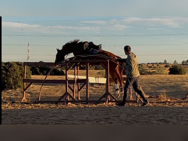 Caballo de deporte español Yegua 5 años 166 cm Alazán in Brunete