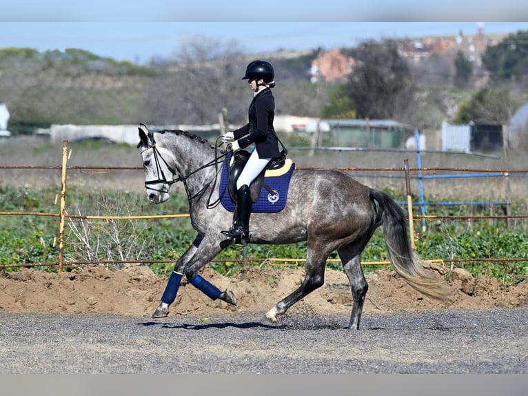 Caballo de deporte español Yegua 5 años 166 cm Tordo in Rivas-Vaciamadrid
