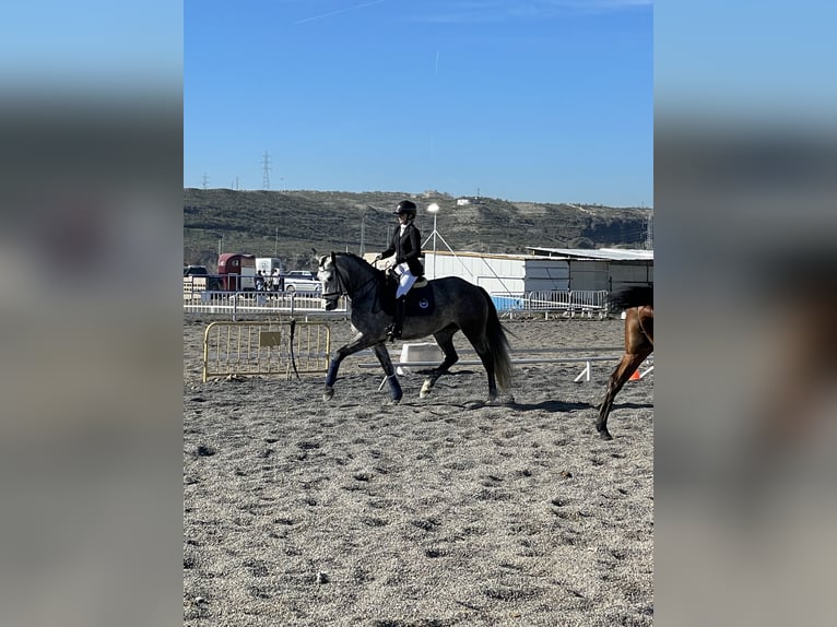 Caballo de deporte español Yegua 5 años 166 cm Tordo in Rivas-Vaciamadrid