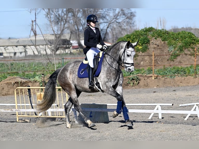 Caballo de deporte español Yegua 5 años 166 cm Tordo in Rivas-Vaciamadrid