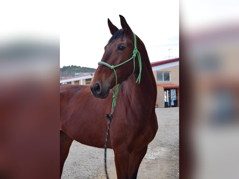 Caballo de deporte español Yegua 5 años 167 cm Castaño in La rioja