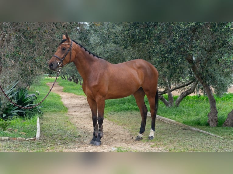 Caballo de deporte español Yegua 5 años 170 cm Castaño in Jerez De La Frontera