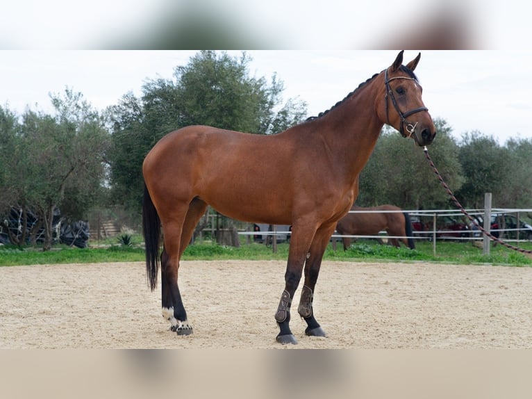 Caballo de deporte español Yegua 5 años 170 cm Castaño in Jerez De La Frontera