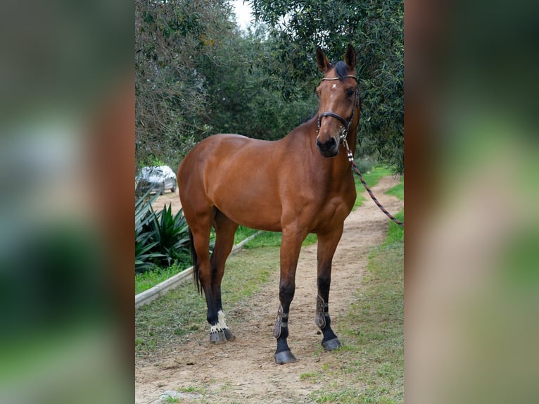 Caballo de deporte español Yegua 5 años 170 cm Castaño in Jerez De La Frontera