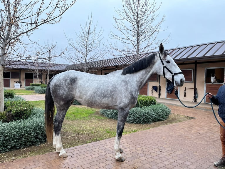 Caballo de deporte español Yegua 5 años 175 cm Castaño in madrid