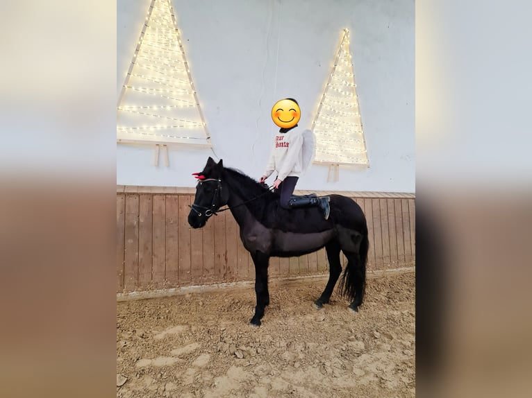 Caballo de deporte español Yegua 6 años 135 cm in Rheine