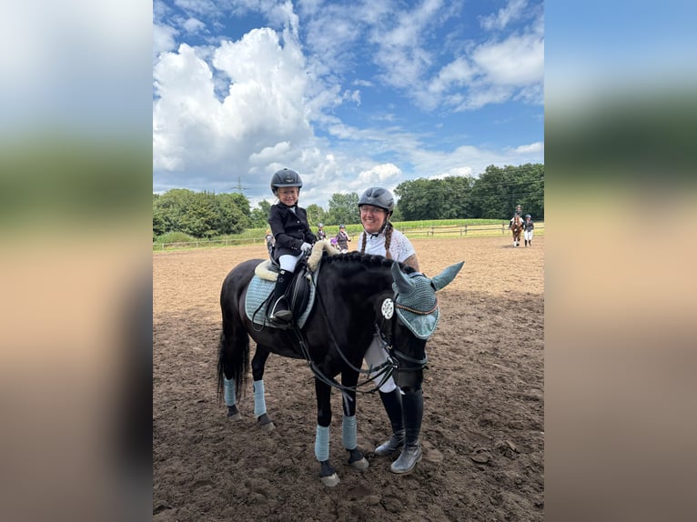 Caballo de deporte español Yegua 6 años 135 cm in Rheine