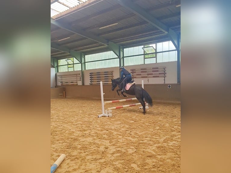 Caballo de deporte español Yegua 6 años 135 cm in Rheine