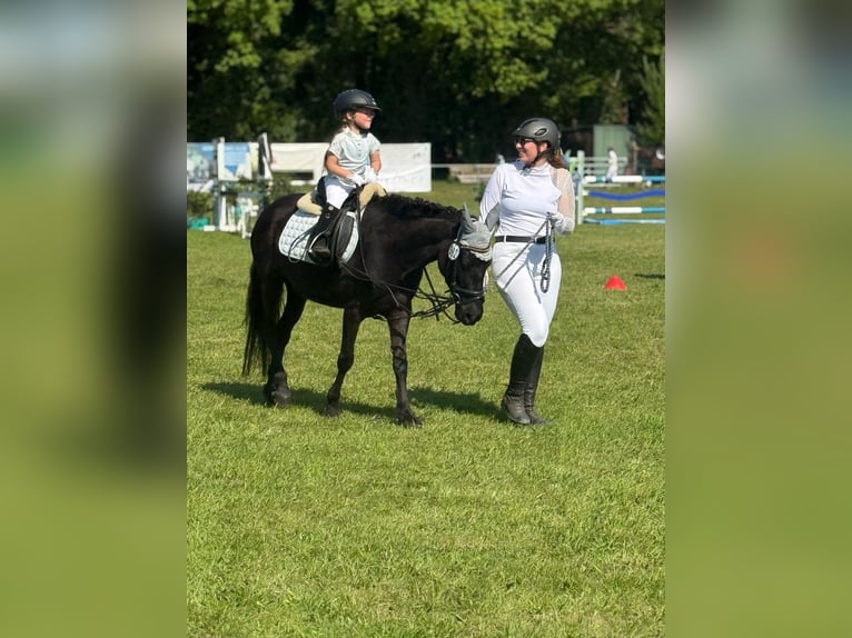 Caballo de deporte español Yegua 6 años 135 cm in Rheine