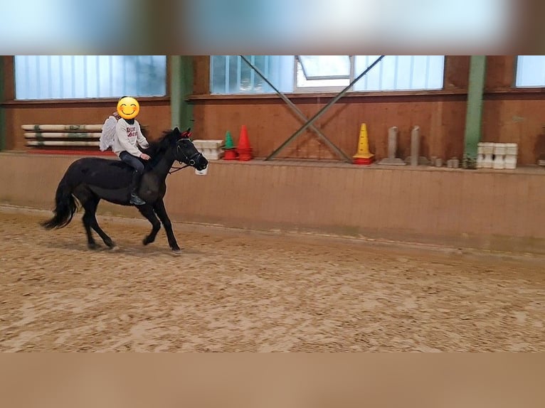 Caballo de deporte español Yegua 6 años 135 cm in Rheine