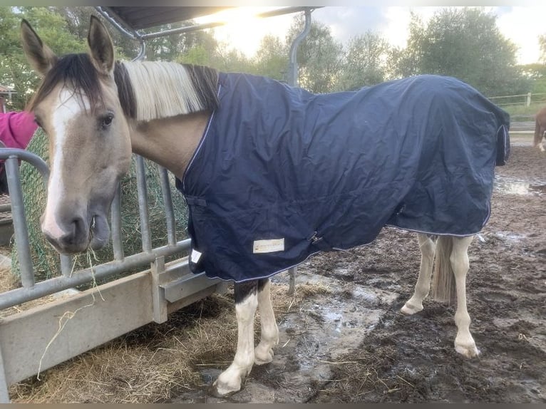 Caballo de deporte español Mestizo Yegua 6 años 154 cm Bayo in Delitzsch