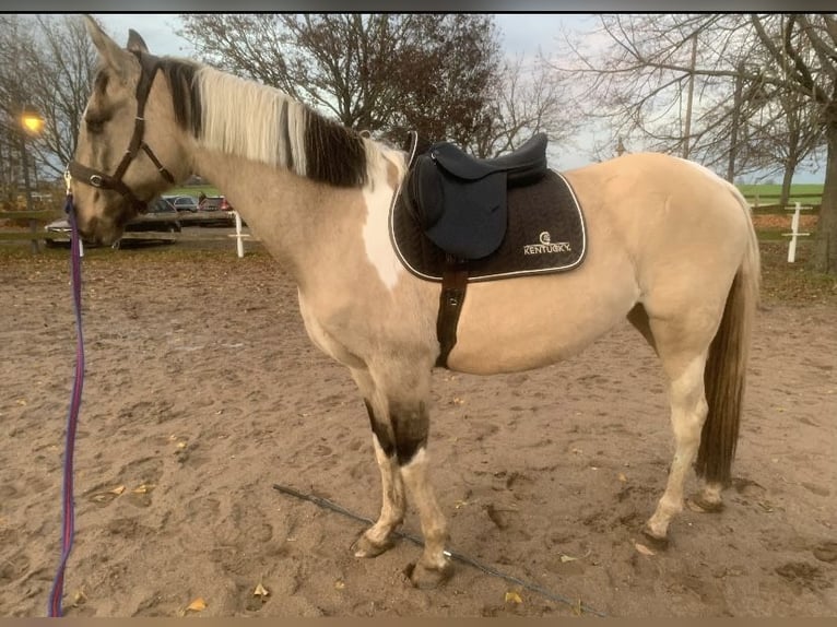 Caballo de deporte español Mestizo Yegua 6 años 154 cm Bayo in Delitzsch