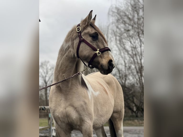 Caballo de deporte español Mestizo Yegua 6 años 154 cm Bayo in Delitzsch