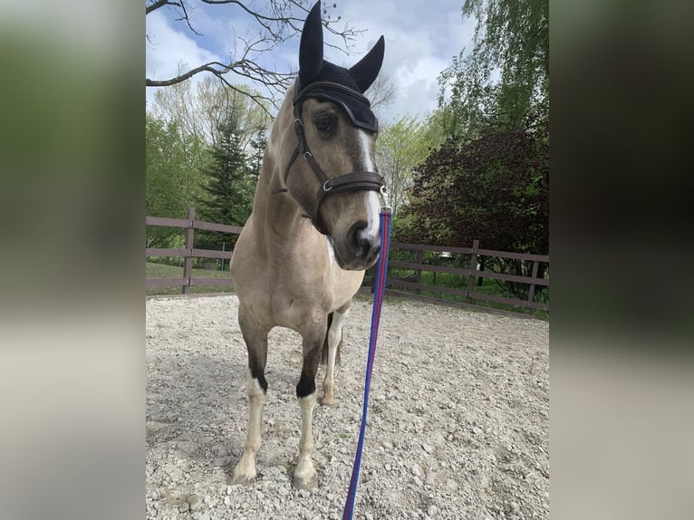 Caballo de deporte español Mestizo Yegua 6 años 154 cm Bayo in Delitzsch