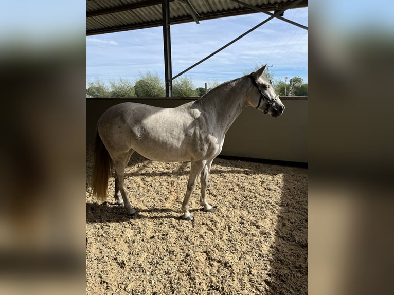 Caballo de deporte español Mestizo Yegua 6 años 154 cm Tordo picazo in Dorsten