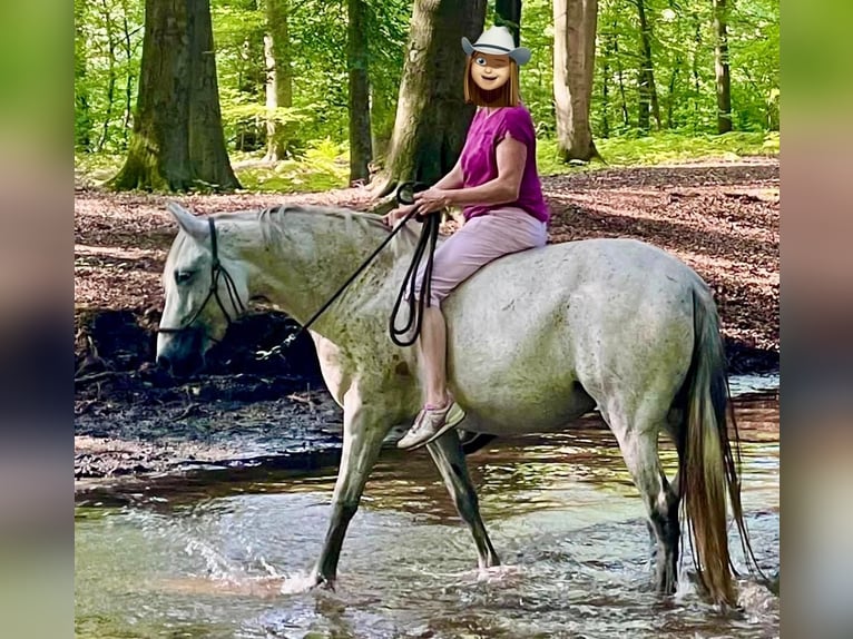 Caballo de deporte español Mestizo Yegua 6 años 154 cm Tordo picazo in Dorsten