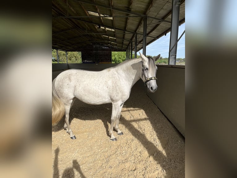 Caballo de deporte español Mestizo Yegua 6 años 154 cm Tordo picazo in Dorsten