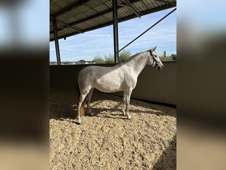 Caballo de deporte español Mestizo Yegua 6 años 154 cm Tordo picazo in Dorsten