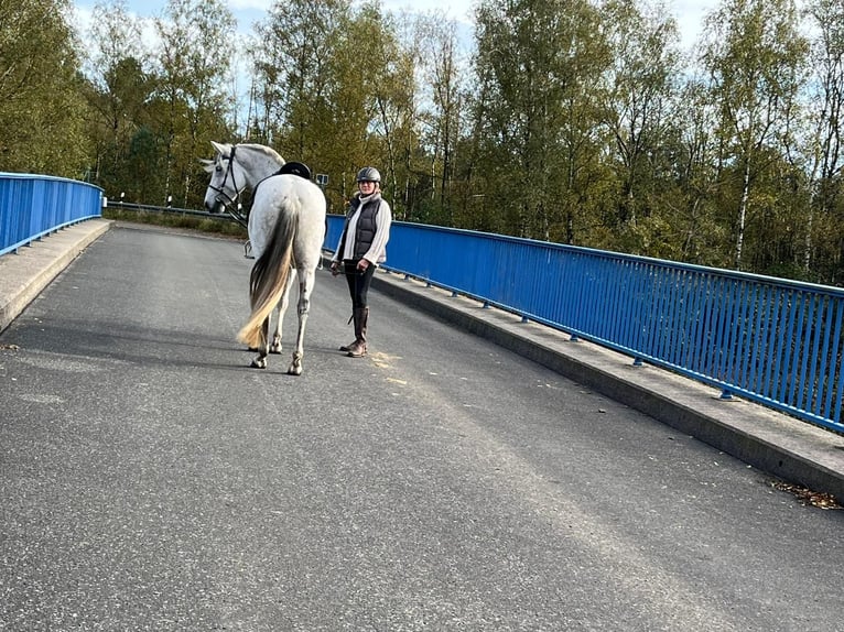 Caballo de deporte español Mestizo Yegua 6 años 154 cm Tordo picazo in Dorsten