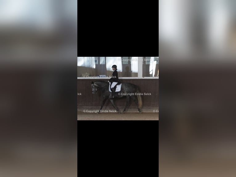 Caballo de deporte español Yegua 6 años 158 cm Musgo in Delingsdorf