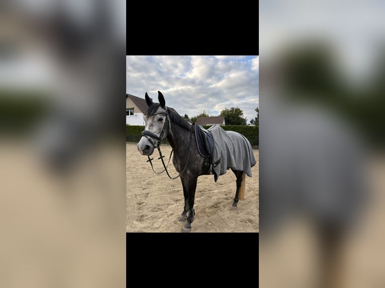Caballo de deporte español Yegua 6 años 158 cm Musgo in Delingsdorf