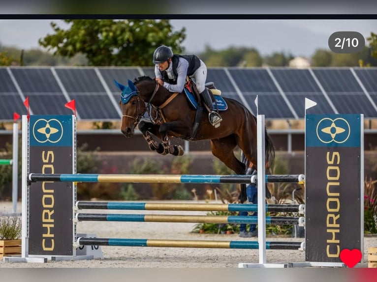 Caballo de deporte español Yegua 6 años 160 cm Castaño oscuro in Madrid