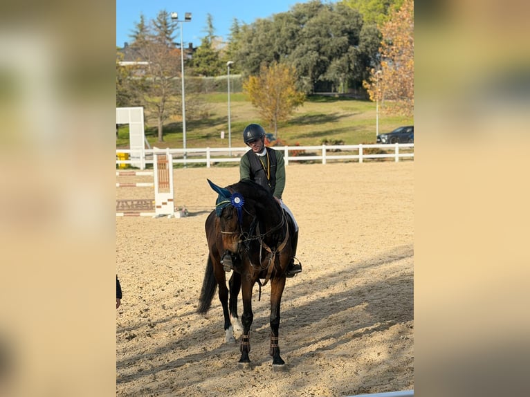Caballo de deporte español Yegua 6 años 160 cm Castaño oscuro in Madrid