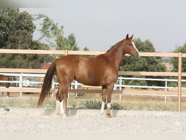 Caballo de deporte español Yegua 6 años 162 cm Alazán in COLMENAR VIEJO