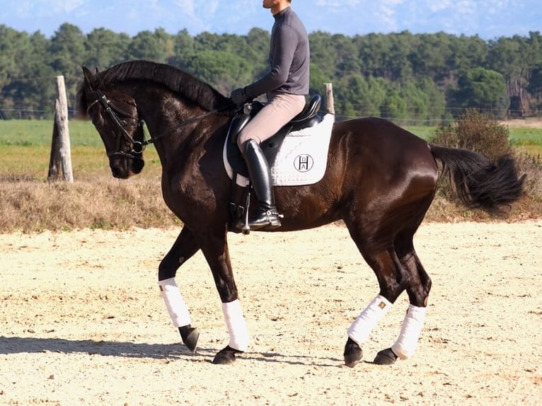 Caballo de deporte español Yegua 6 años 162 cm Castaño oscuro in Navas Del Madroño