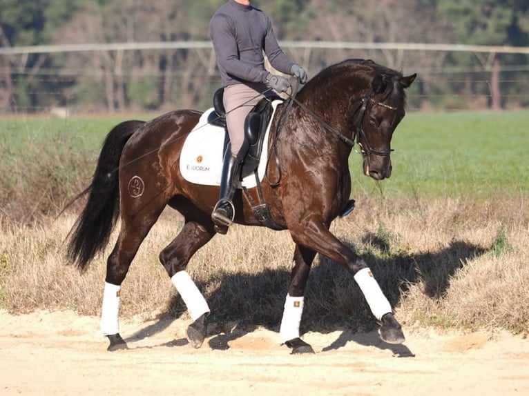 Caballo de deporte español Yegua 6 años 162 cm Castaño oscuro in Navas Del Madroño