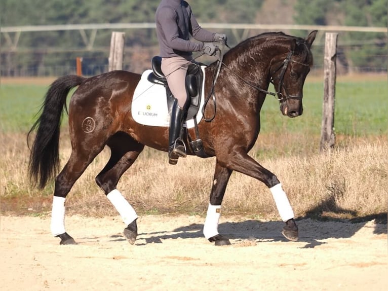 Caballo de deporte español Yegua 6 años 162 cm Castaño oscuro in Navas Del Madroño