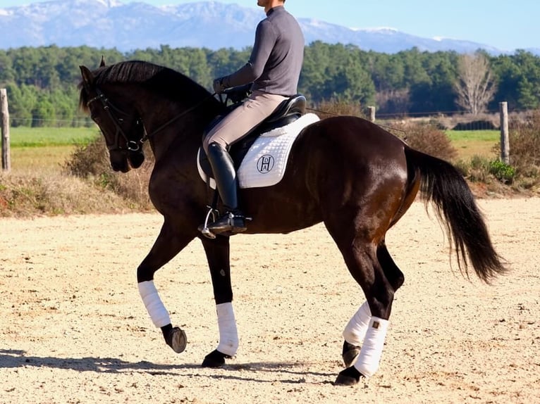 Caballo de deporte español Yegua 6 años 162 cm Castaño oscuro in Navas Del Madroño