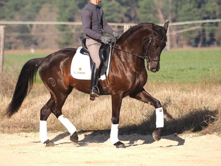 Caballo de deporte español Yegua 6 años 162 cm Castaño oscuro in Navas Del Madroño