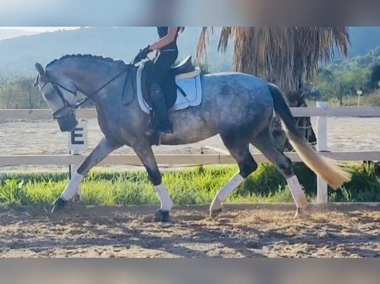 Caballo de deporte español Yegua 6 años 164 cm in Madrid