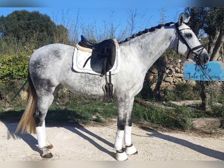 Caballo de deporte español Yegua 6 años 164 cm in Madrid