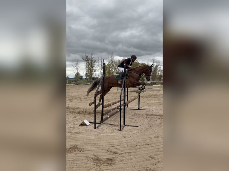 Caballo de deporte español Yegua 6 años 165 cm Alazán in Salobral