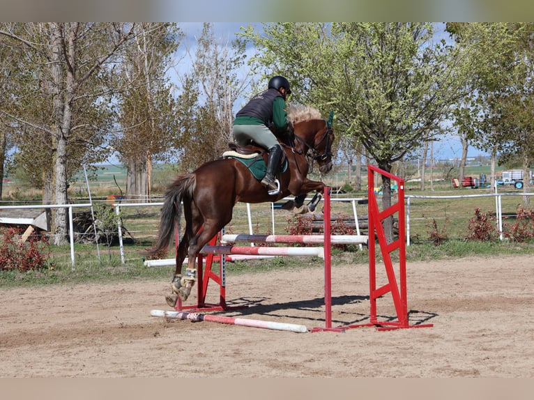 Caballo de deporte español Yegua 6 años 165 cm Alazán in Salobral