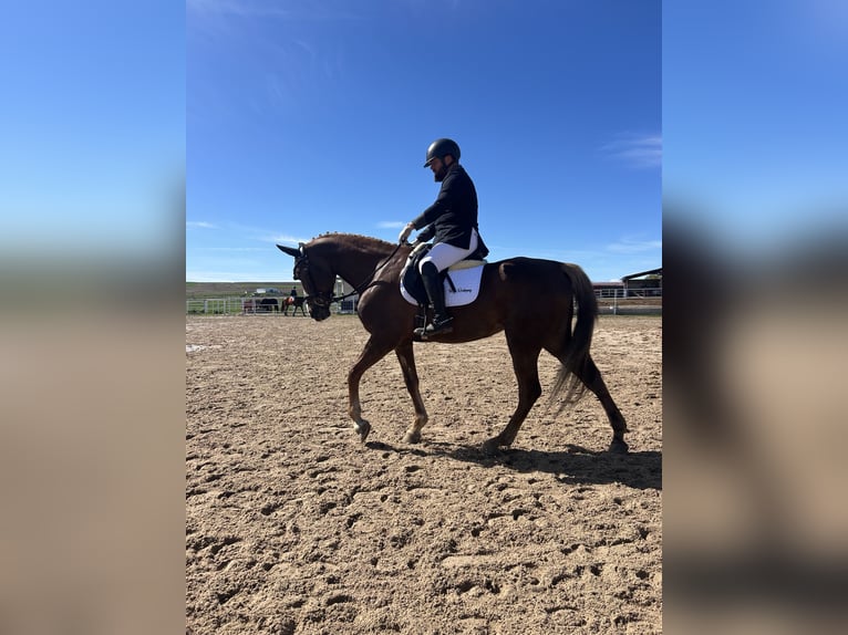 Caballo de deporte español Yegua 6 años 165 cm Alazán in Salobral