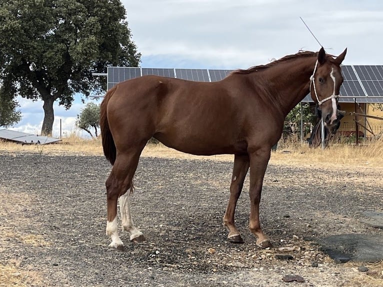Caballo de deporte español Yegua 6 años 165 cm Alazán in Brunete