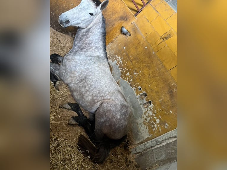 Caballo de deporte español Yegua 6 años 167 cm Tordo rodado in Vigo
